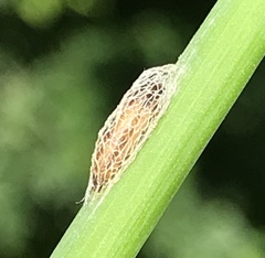 Wockia asperipunctella