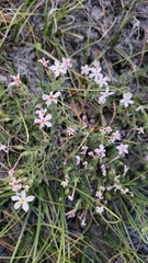 Phlox stansburyi