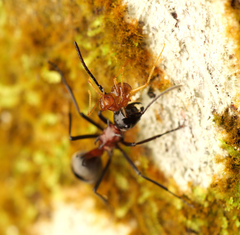 Polyrhachis bihamata