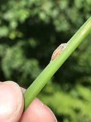 Wockia asperipunctella