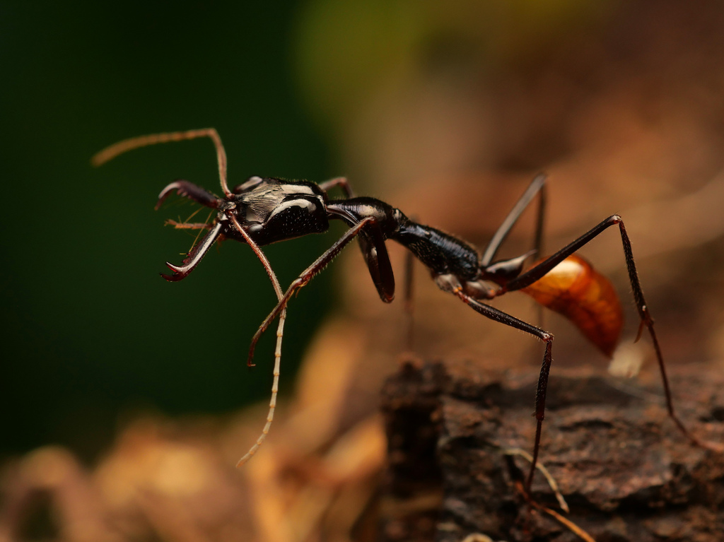Typical Trap-jaw Ants