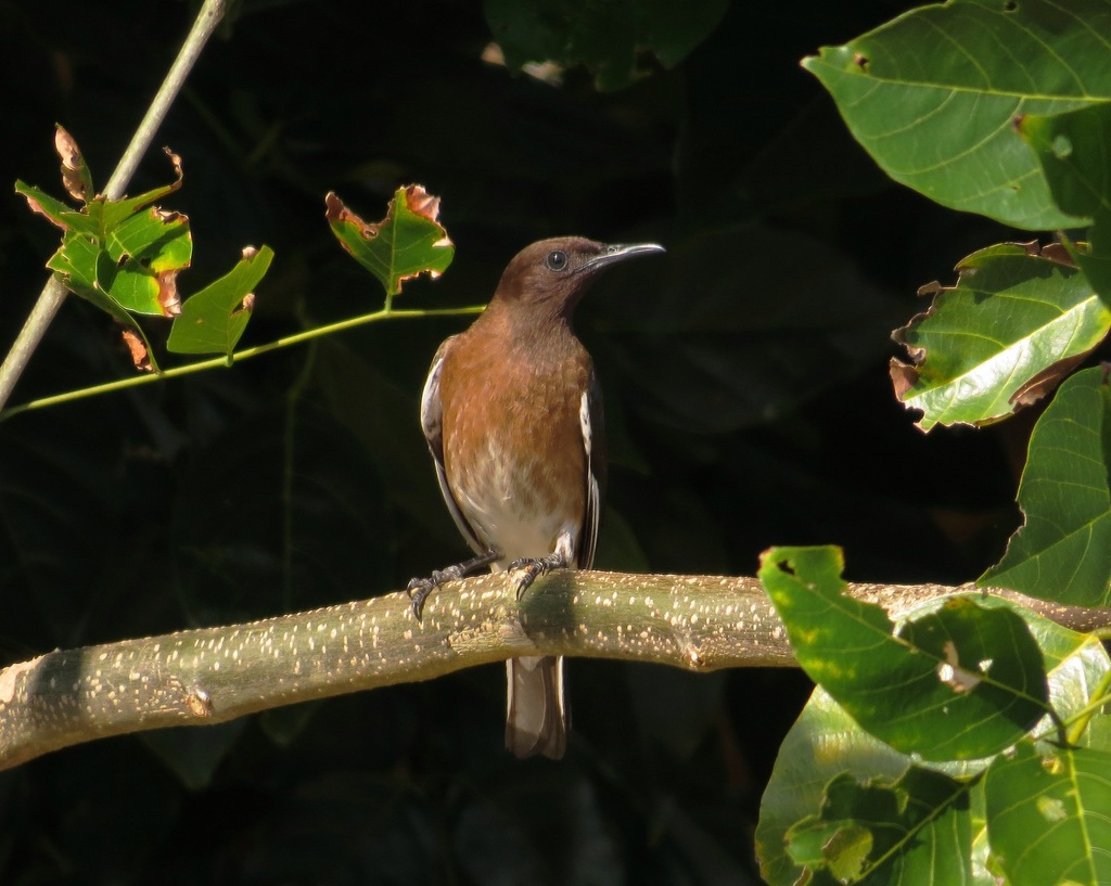 Madagascar Starling (Hartlaubius auratus) photo