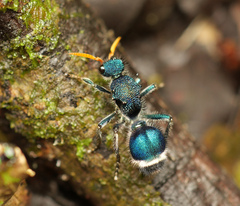 Ephutomorpha paradisiaca