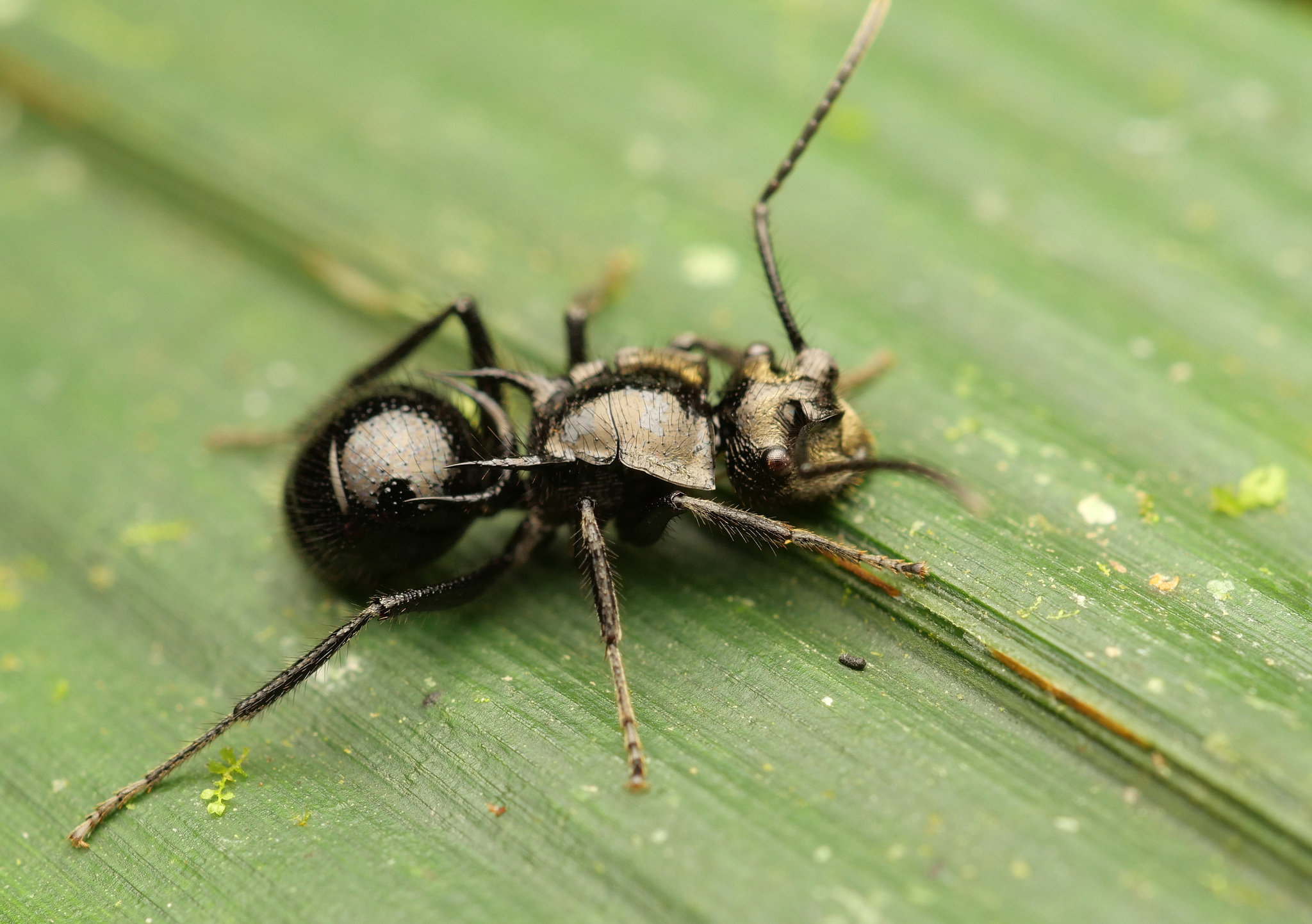 Polyrhachis aurita
