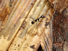 Aphaenogaster dromedaria