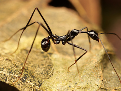 Aphaenogaster dromedaria