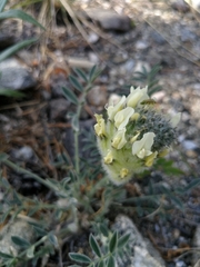 Astragalus lupulinus