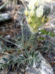 Astragalus lupulinus