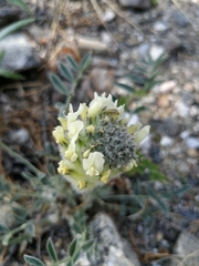 Astragalus lupulinus