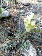Astragalus lupulinus