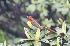 Aethopyga gouldiae
