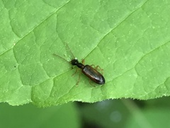 Leptotrachelus dorsalis