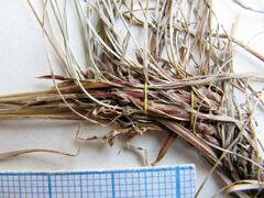 Carex callitrichos