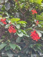 Sterculia parviflora
