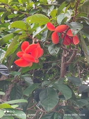 Sterculia parviflora