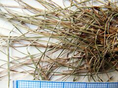 Carex callitrichos