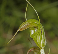 Pterostylis decurva