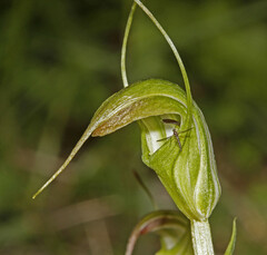Pterostylis decurva