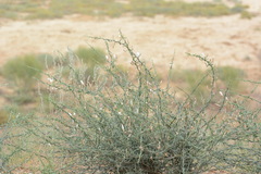 Convolvulus fruticosus
