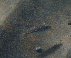 Torquigener flavimaculosus