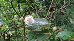 Neonauclea reticulata