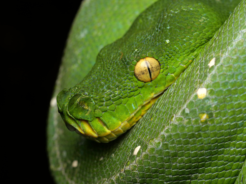 Northern green python, Morelia azurea