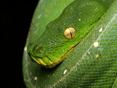 Green Python photo 4