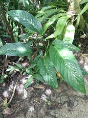 Aglaonema