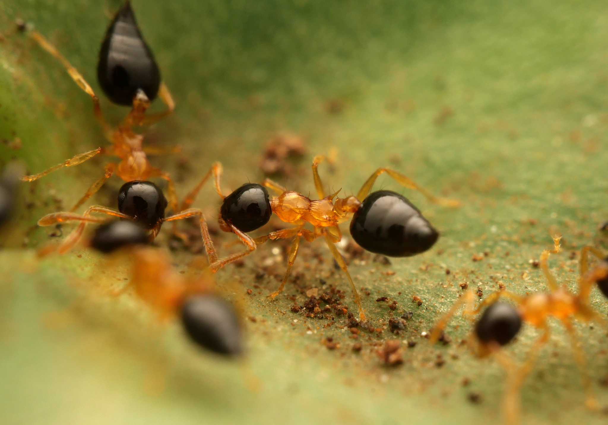 Crematogaster emeryi