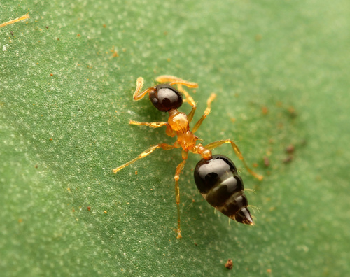 Crematogaster emeryiCrematogaster emeryi