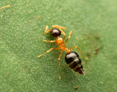 Crematogaster emeryi