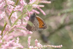 Hyponephele lupinus