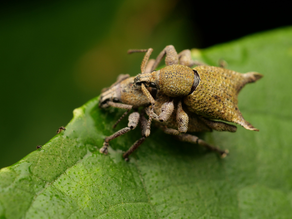Apirocalus cornutus