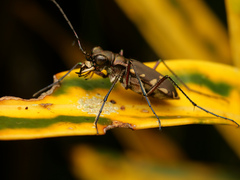 Calomera durvillei