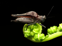 Camelotettix curvinotus