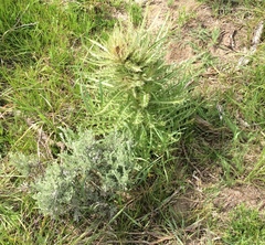 Cirsium scariosum