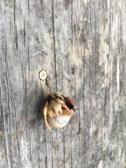 Isocheles wurdemanni