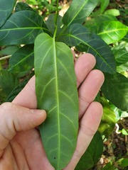 Leichhardtia lloydii