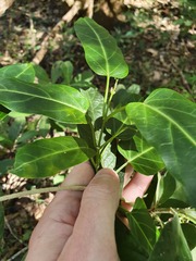 Leichhardtia lloydii