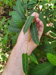 Leichhardtia lloydii