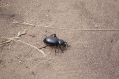 Eleodes grandicollis