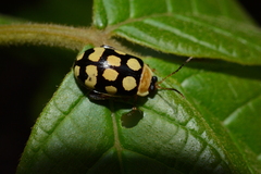 Alagoasa jacobiana