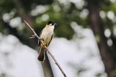 Pycnonotus xanthorrhous