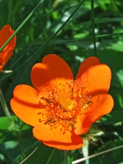 Geum coccineum