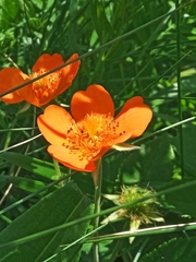 Geum coccineum