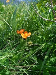 Geum coccineum