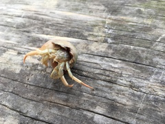 Isocheles wurdemanni