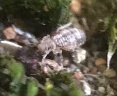 Mesopsocus