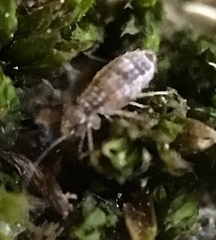 Mesopsocus