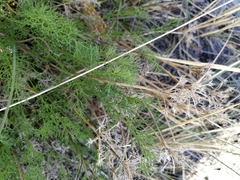 Ferulopsis hystrix